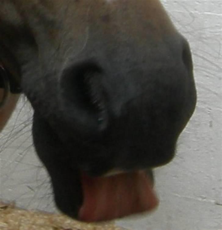 Welsh Mountain (sec A) Mr. Morgan - Morgans søde mule ... Fotograf: Mig billede 14