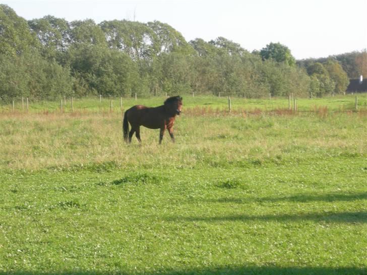 Welsh Mountain (sec A) Mr. Morgan - Morgan på fold ... Fotograf: Mig billede 15