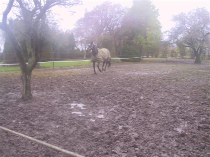Dansk Varmblod galanta bortgivet - galanta i galop jeg kaldte på hende billede 15