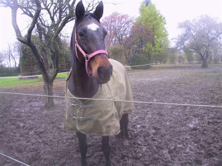 Dansk Varmblod galanta bortgivet - hvor er mit føl dog blevet af billede 16