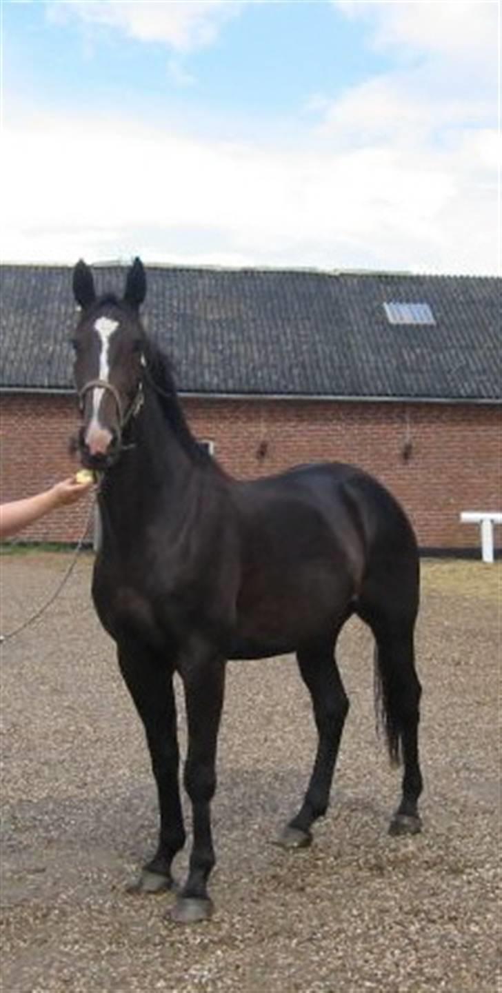 Dansk Varmblod Staugaard's Shannon - Lige ankommet til stalden billede 1