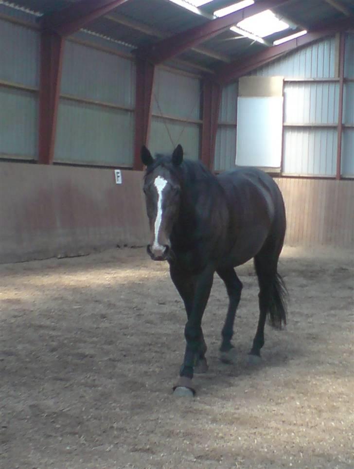 Dansk Varmblod Staugaard's Shannon - Løs i ridehallen billede 2