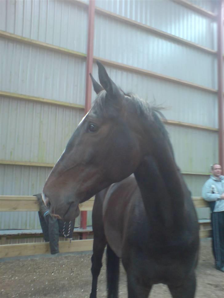 Dansk Varmblod Staugaard's Shannon - Hendes kønne hoved billede 3