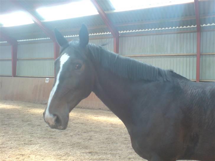 Dansk Varmblod Staugaard's Shannon - Kan også ligne et æsel billede 4