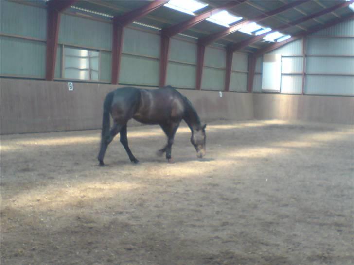 Dansk Varmblod Staugaard's Shannon billede 5