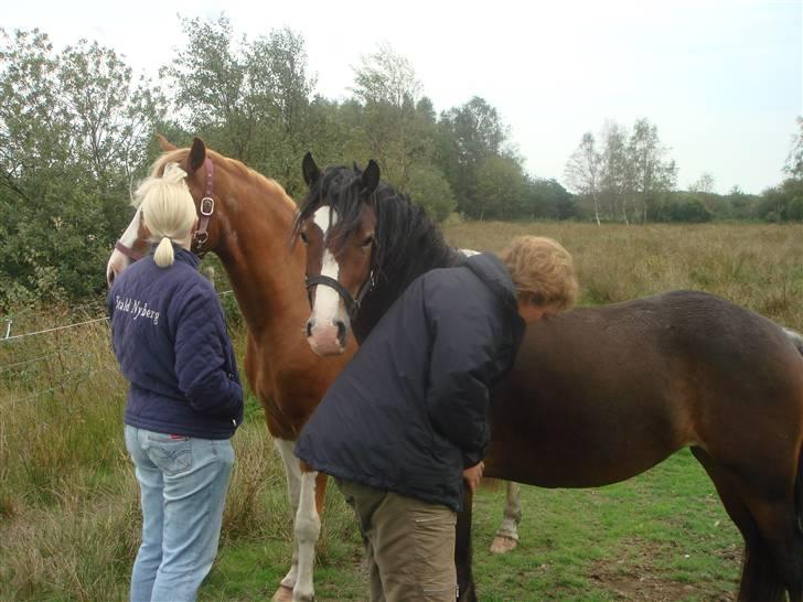 Welsh Cob (sec D) Arvalon Miss Marple billede 19