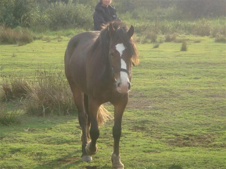 Welsh Cob (sec D) Arvalon Miss Marple billede 20
