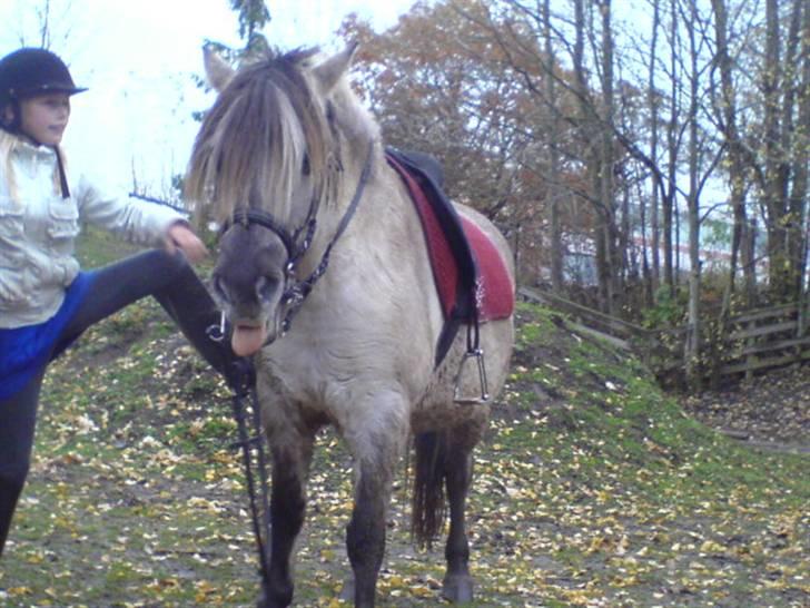 Anden særlig race Bygge`s Luna <3 - Cecilie Ville op på Luna hehe og luna rikker  bare tunge:P billede 1