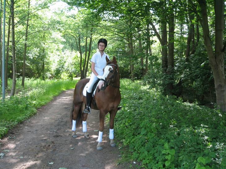 New Forest Blåbærhegnets Tatoo R.I.P billede 1