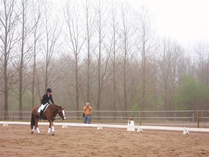 New Forest Blåbærhegnets Tatoo R.I.P billede 2