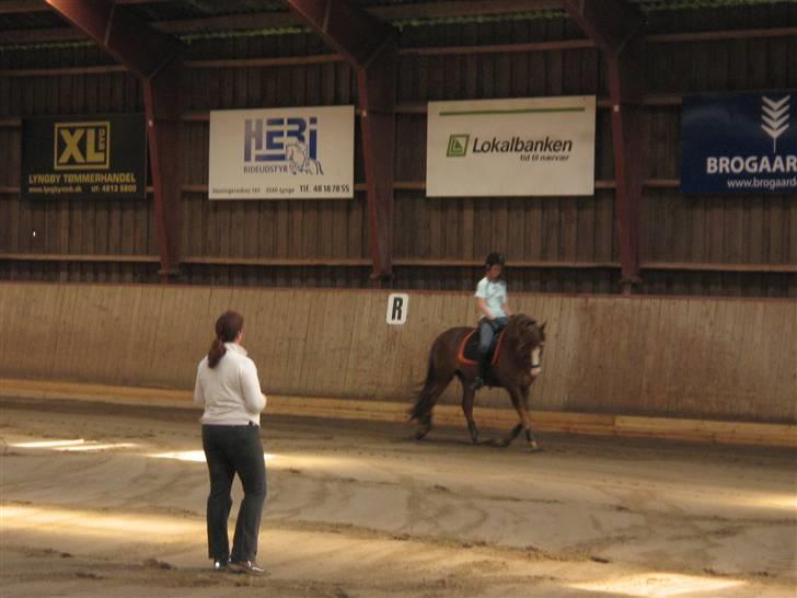 New Forest Blåbærhegnets Tatoo R.I.P billede 3