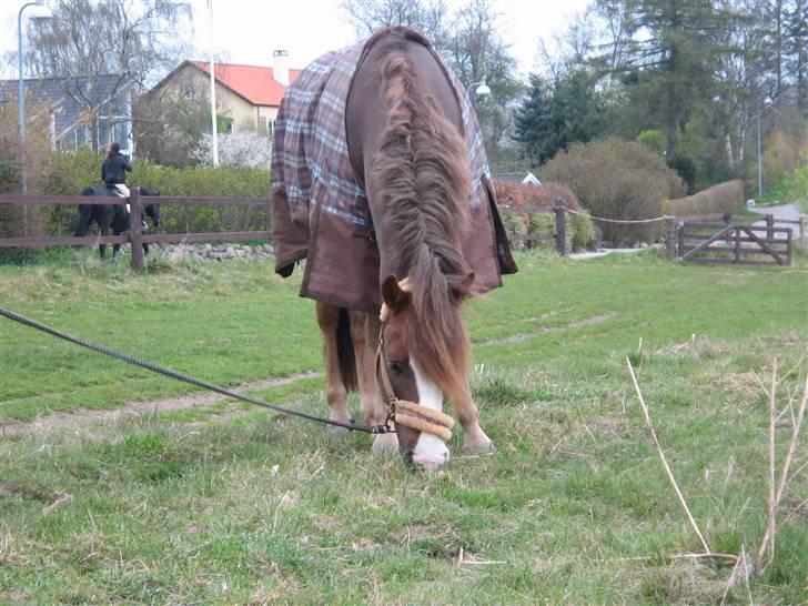 New Forest Blåbærhegnets Tatoo R.I.P billede 5