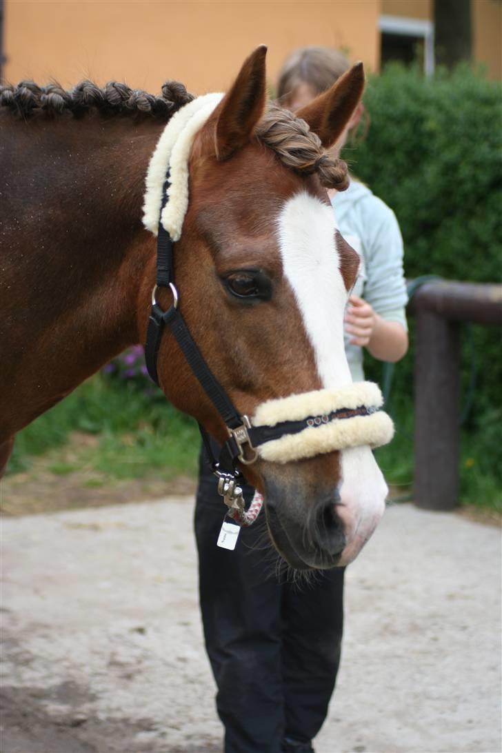 New Forest Blåbærhegnets Tatoo R.I.P billede 6