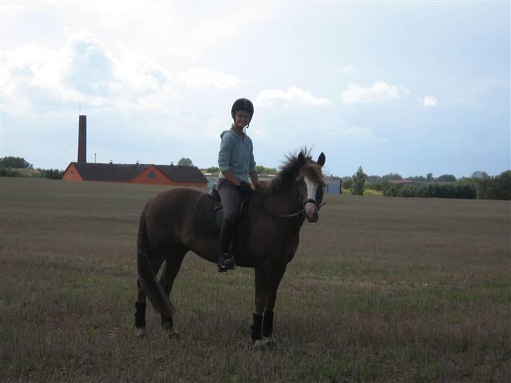 New Forest Blåbærhegnets Tatoo R.I.P billede 7