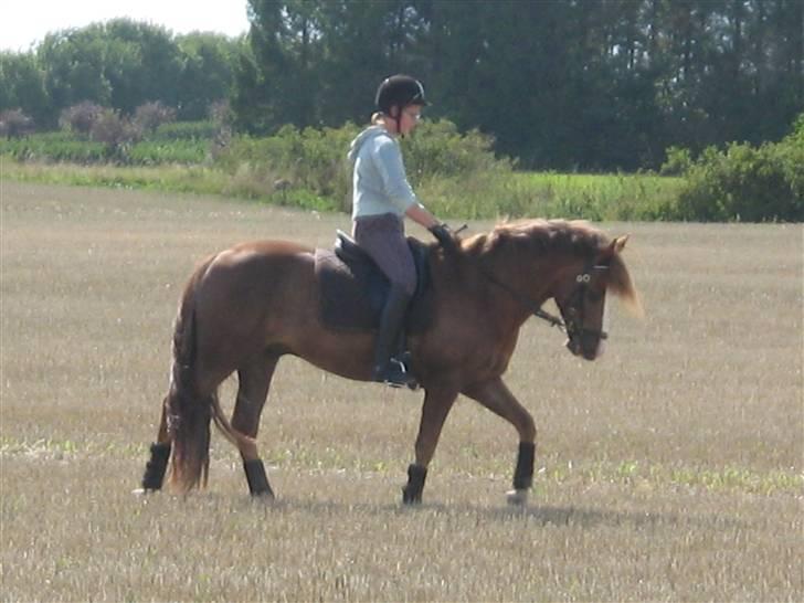 New Forest Blåbærhegnets Tatoo R.I.P billede 8