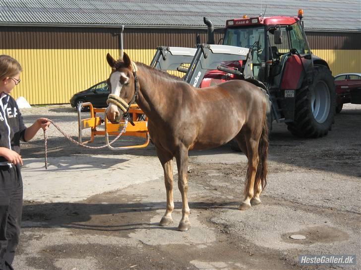 New Forest Blåbærhegnets Tatoo R.I.P billede 9