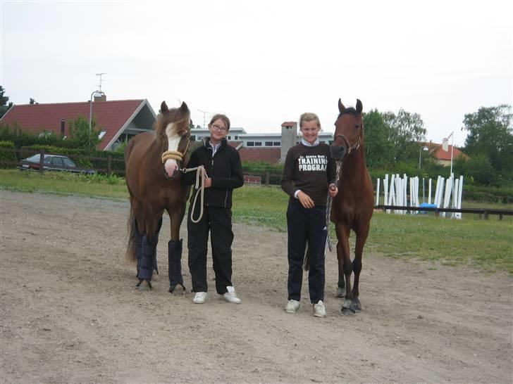 New Forest Blåbærhegnets Tatoo R.I.P billede 10