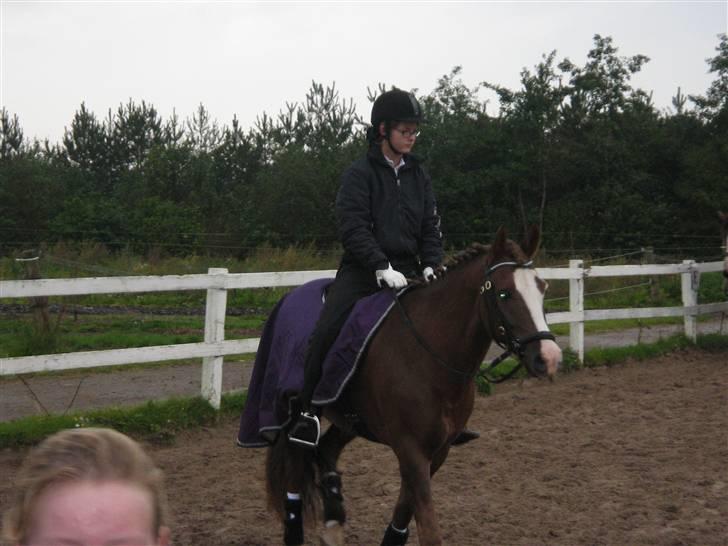 New Forest Blåbærhegnets Tatoo R.I.P billede 11