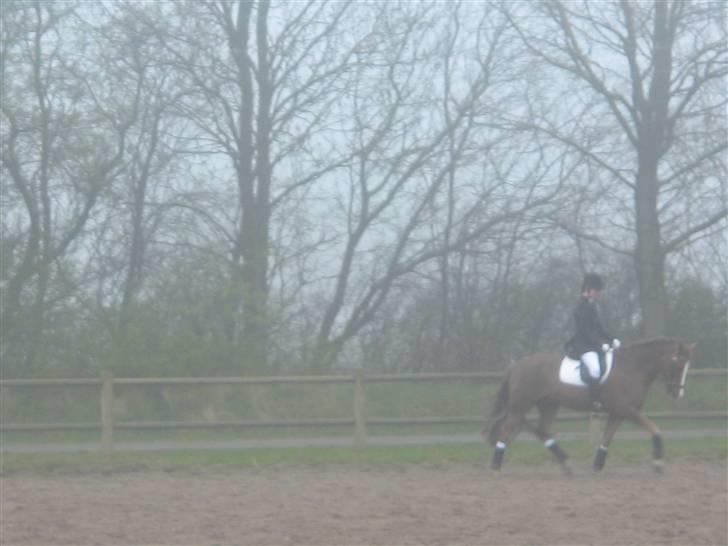 New Forest Blåbærhegnets Tatoo R.I.P billede 12