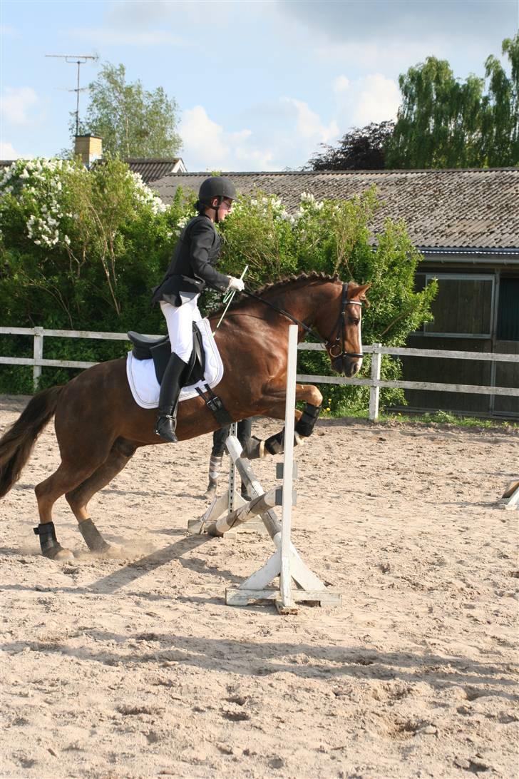 New Forest Blåbærhegnets Tatoo R.I.P billede 14