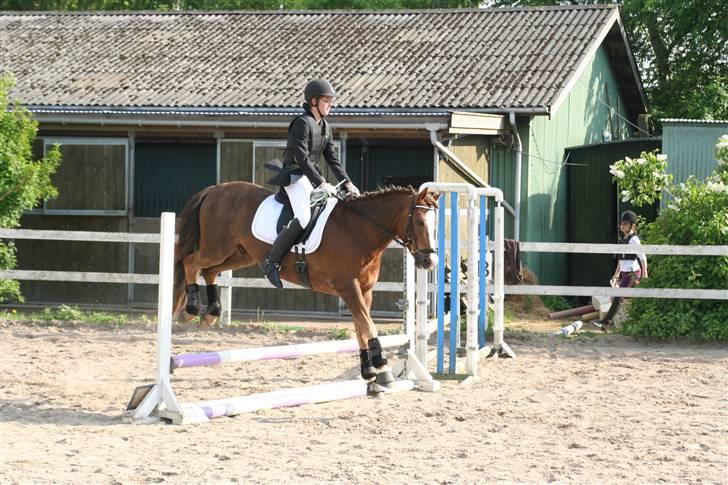 New Forest Blåbærhegnets Tatoo R.I.P billede 15