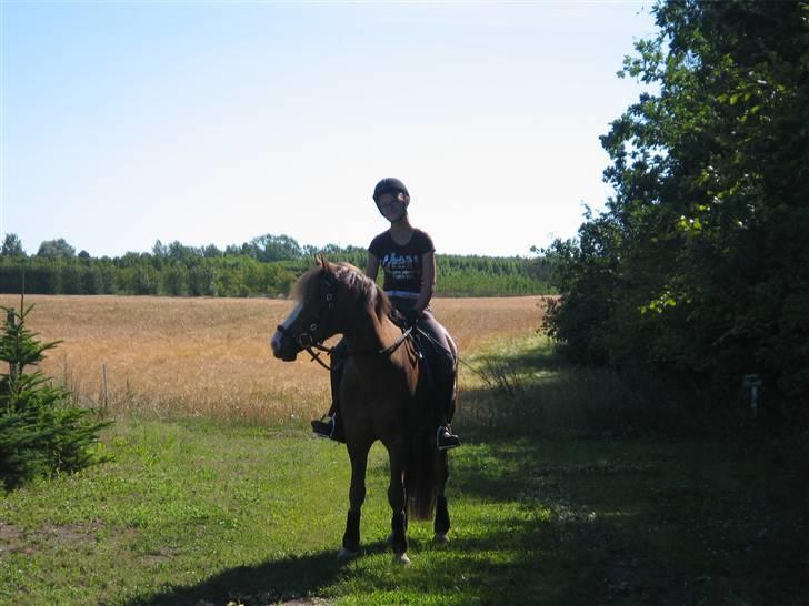 New Forest Blåbærhegnets Tatoo R.I.P billede 16