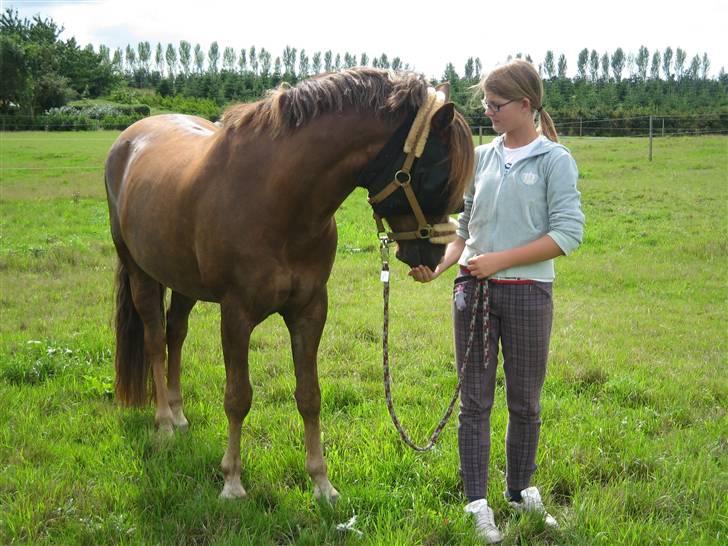 New Forest Blåbærhegnets Tatoo R.I.P billede 17