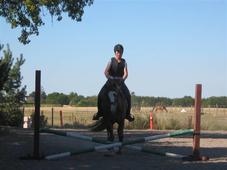 New Forest Blåbærhegnets Tatoo R.I.P billede 18