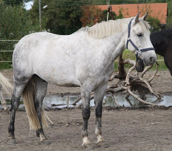 Anden særlig race | Chello Højgård | - Sommeren 2010 billede 5