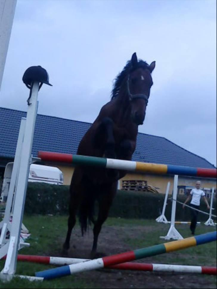 Polsk Varmblod Bajor - yndlinghest. - Bajor hopper 130cm i løsspring, det var ingenting for ham (-: billede 1