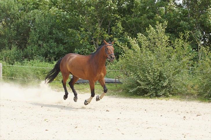 Anden særlig race Balcarno Star - grinern billede <3 billede 5