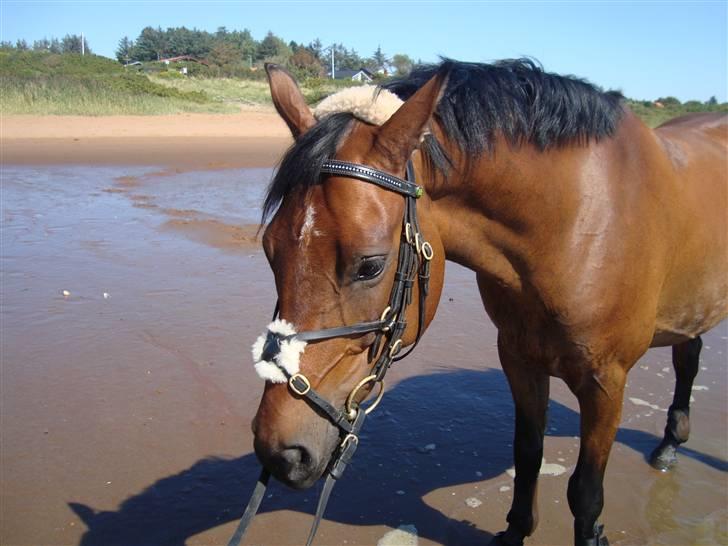 Anden særlig race Balcarno Star - Stranden <3 billede 8