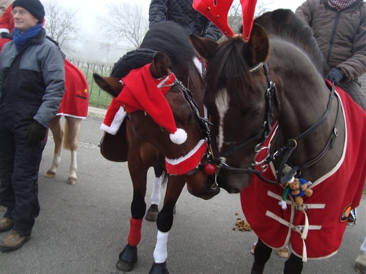 Anden særlig race Balcarno Star - De to drengerøve til juleoptog 08 :D <3 billede 13