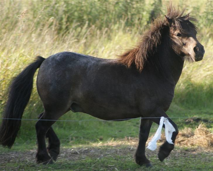 Miniature Justenborgs åge *R.I.P* - pas på, her kommer "hingsten" x] 3. aug. 09 Fotograf: mig billede 7