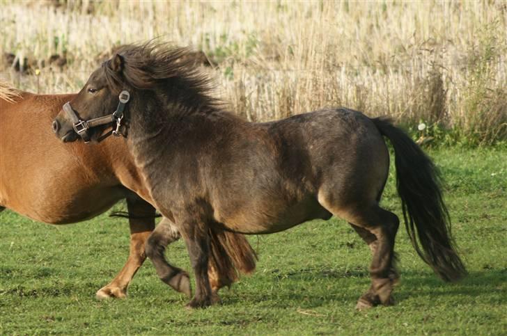 Miniature Justenborgs åge *R.I.P* -  FLYT DIG ANJA!!! d. 30 aug. 09 Foto: mig billede 8