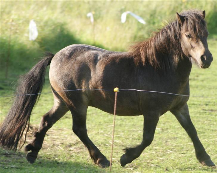 Miniature Justenborgs åge *R.I.P* - han kan jo bevæge sig!! 3. aug. 09 Fotograf: mig billede 9