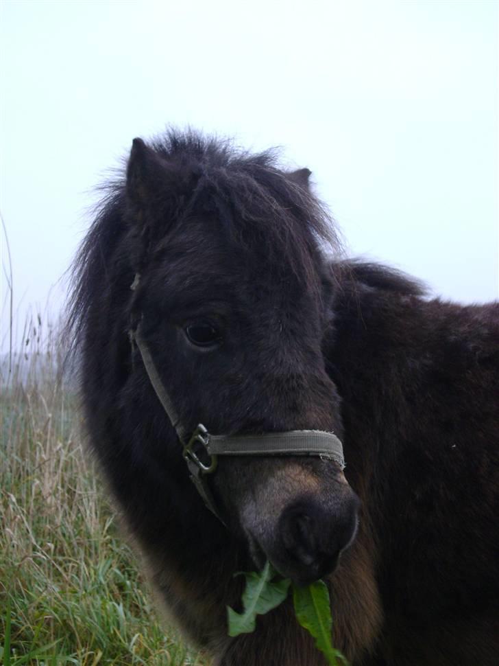 Miniature Justenborgs åge *R.I.P* - model pony!!! :P dengang han kom i oktober 08 billede 10