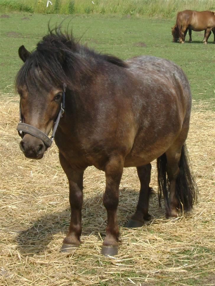 Miniature Justenborgs åge *R.I.P* - min deeeeeeeeeeiiiijlige dreng!  billede 11