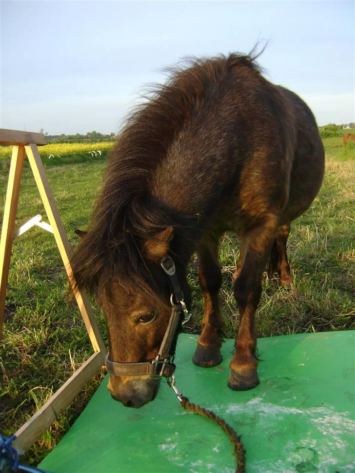 Miniature Justenborgs åge *R.I.P* - "er du sikkert på den er helt sikker? synes den ser lidt tvivlsom ud!" træning.. billede 12