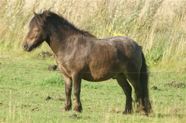 Miniature Justenborgs åge *R.I.P* - DET ER ÅGE DER BOR HER!! ZZZZZ -.- 3. aug. 09 Fotograf: mig billede 13