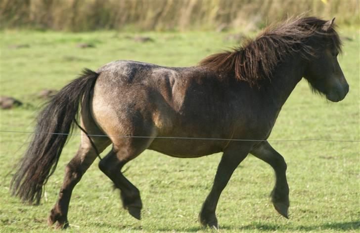 Miniature Justenborgs åge *R.I.P* - haha xD løfter lige pedalerne..skal lige vise sig for damerne og kameraet :D 3. aug. 09 Fotograf: mig billede 14
