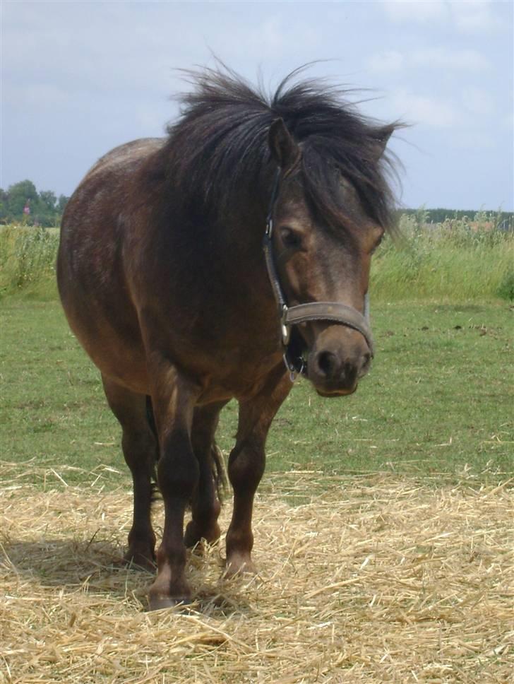 Miniature Justenborgs åge *R.I.P* - fordi du er så smuk! Fotograf: mig billede 15