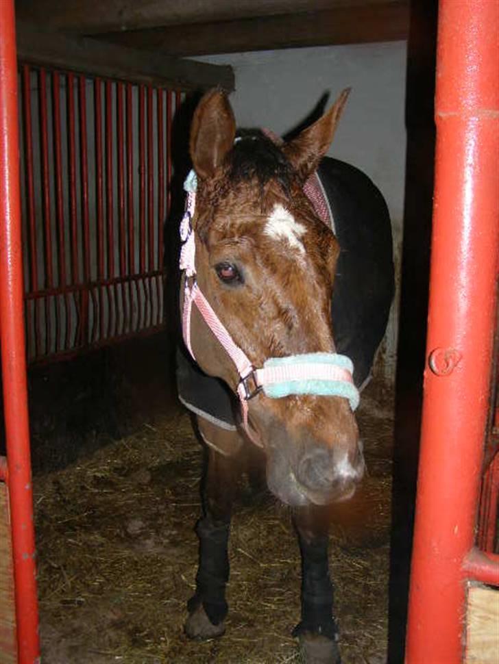 Hannoveraner Bona Laudata(aflivet:'() - velkommen til bona laudata(beauty love)´s profil billede 1