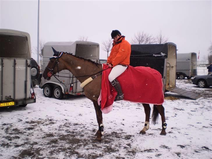 Hannoveraner Bona Laudata(aflivet:'() -  på ssrk!(L) lige inden lb Ö billede 3