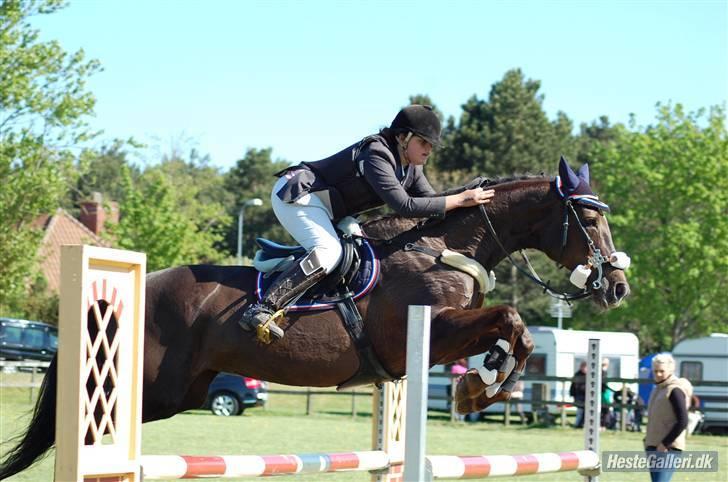 Hannoveraner Bona Laudata(aflivet:'() - 19 år Ö og stadig top flyvende<33! foto:??? billede 4