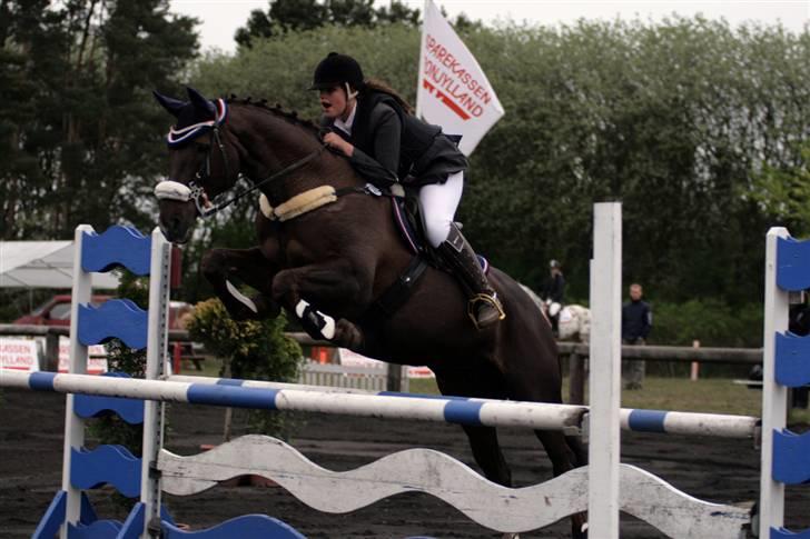 Hannoveraner Bona Laudata(aflivet:'() - NYT* kallehavegaard la ! foto:strømpen helt sindsygt som du springer!(L) billede 5