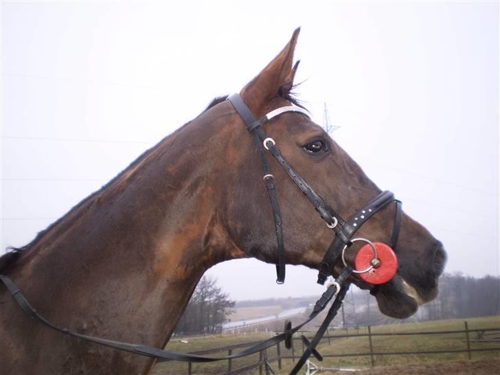 Hannoveraner Bona Laudata(aflivet:'() - tilsammen udgøre vi makkereskab!(L) billede 6