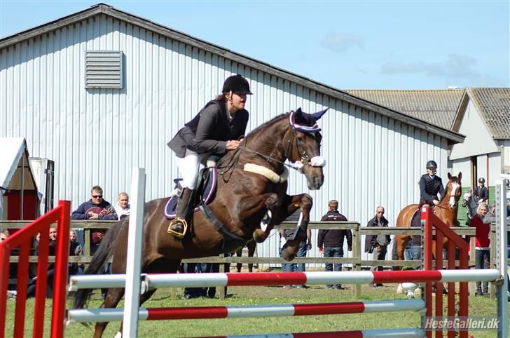 Hannoveraner Bona Laudata(aflivet:'() - DRK - lb 2 pl <33 nøjjjje hest elsker dig Ö foto:??? billede 7