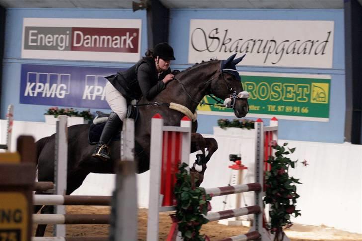 Hannoveraner Bona Laudata(aflivet:'() - SSRK - lb <333 foto:strømpen billede 8