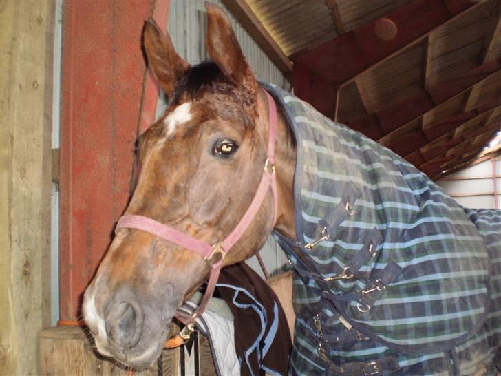 Hannoveraner Bona Laudata(aflivet:'() - du er så perfekt(L) billede 9